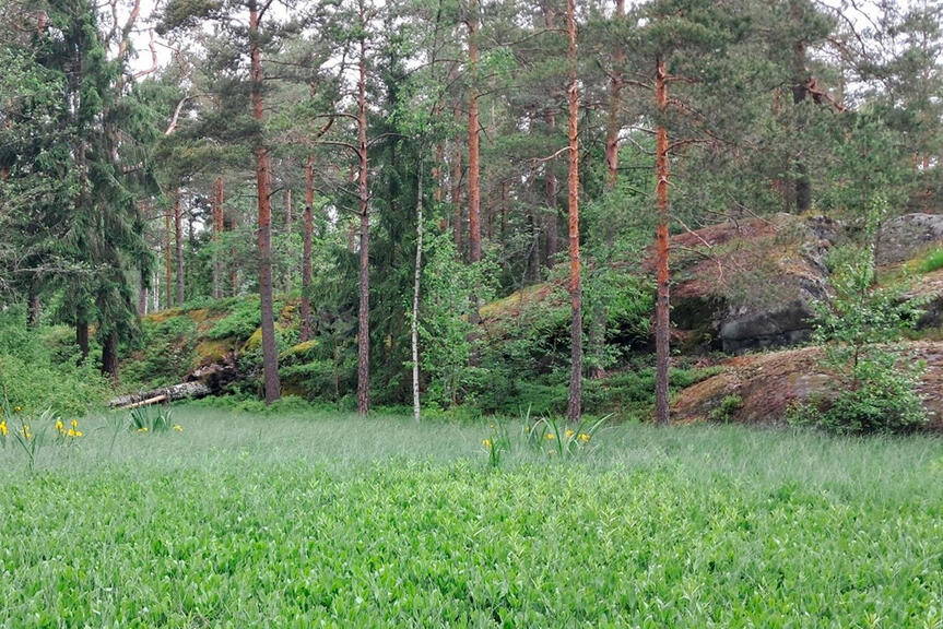 Luonnontilaista nevaa ja vanhaa metsää Furuvikissa.