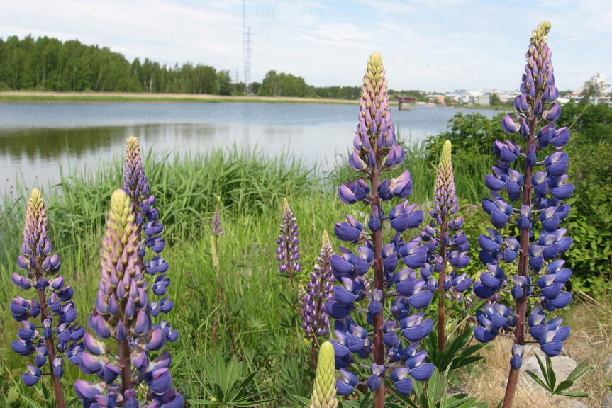 Lupine.