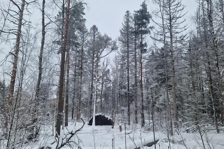 Talvinen Pikkukosken puistometsä.