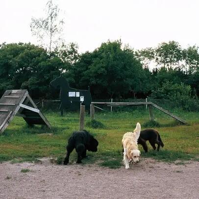 Neljä erikokoista koiraa koirapuistossa, jonka taustalla vehreää puustoa.