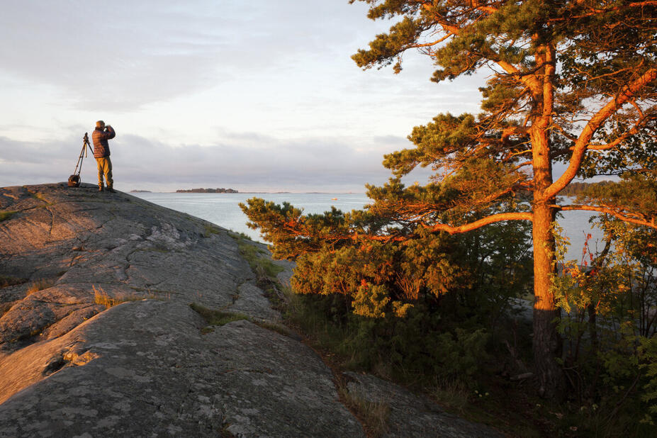 Lintubongari ilta-auringossa Uutelan kalliolla männyn vierellä