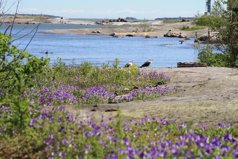 Kallioilla kukkii orvokki ja kauempana näkyy kaksi lokkia ja kallioista merimaisemaa